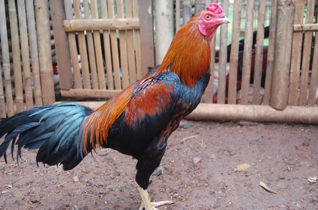 Jenis Ayam yang Tidak Bisa Berkokok: Mitos dan Fakta