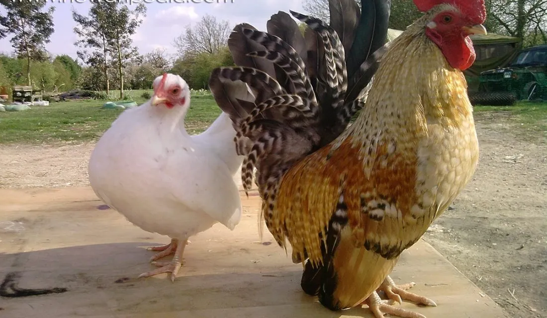 Jenis-Jenis Ayam dengan Tubuh Kecil: Pilihan Ideal untuk Pemeliharaan di Ruang Terbatas