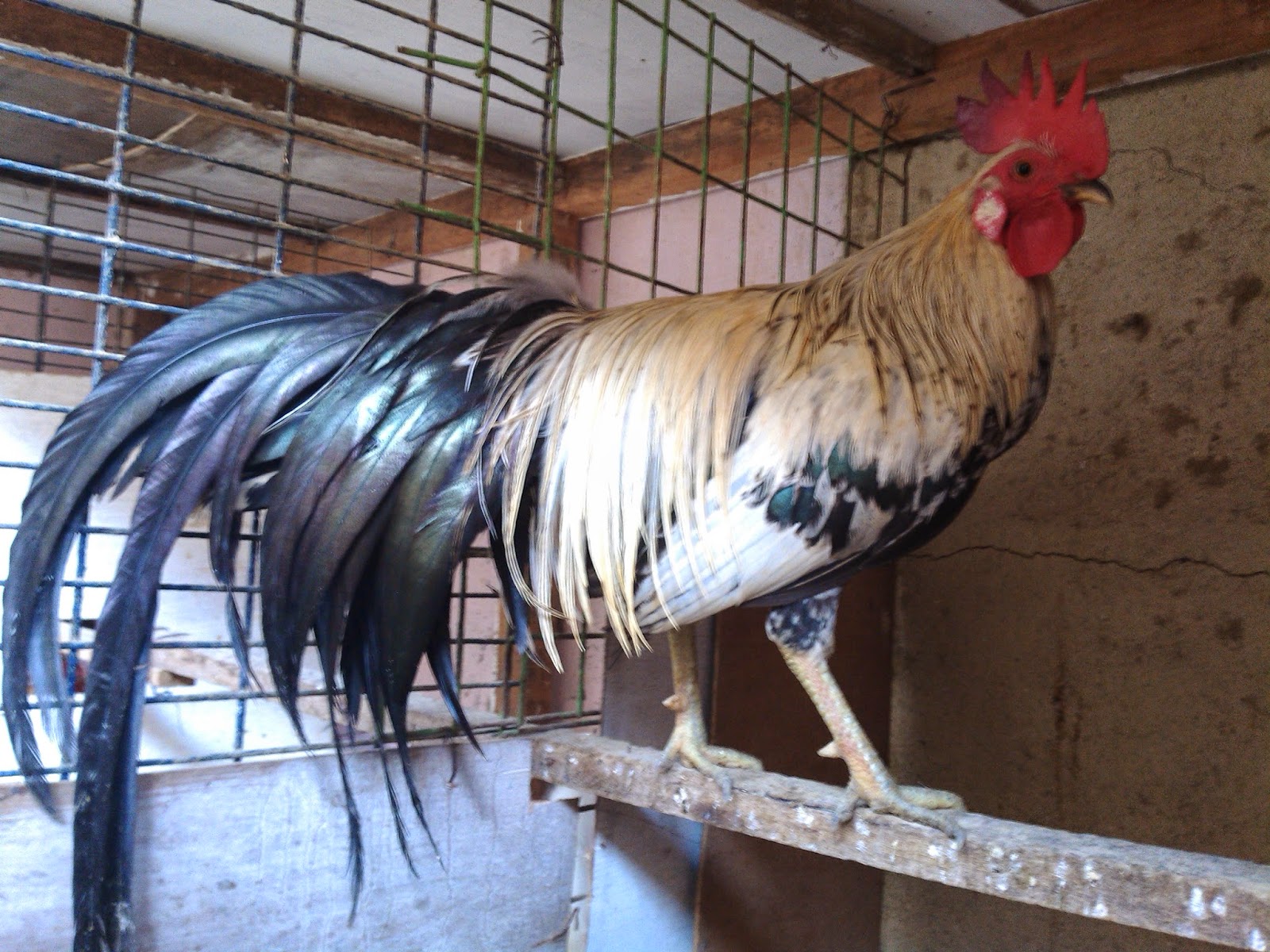 Keindahan dan Pesona Ayam Hias: Jenis-Jenis yang Memukau