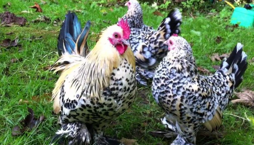 Mengungkap Dunia Menarik Jenis Ayam Bertubuh Kecil: Karakteristik dan Ras Populer