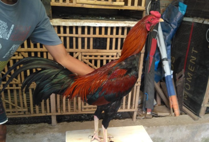 Ayam Mangon: Keunikan, Statistik, dan Perspektif