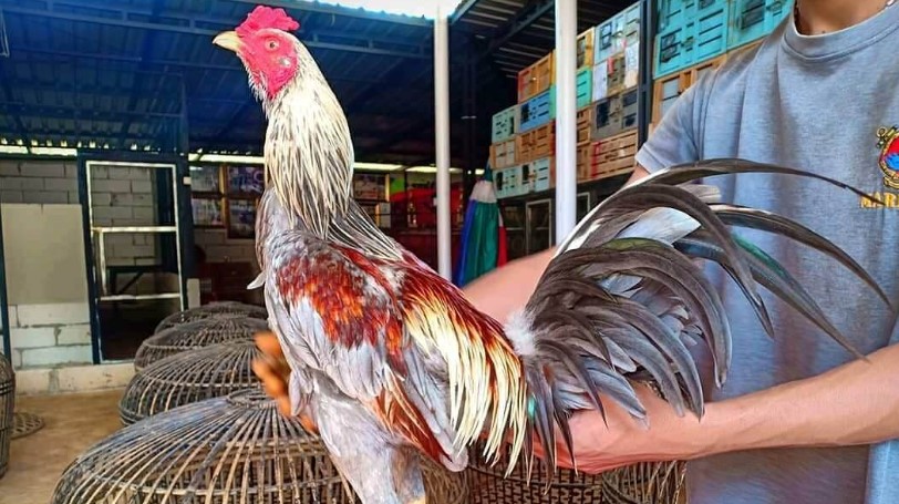 Mengenal Lebih Dekat Ayam Filipina Jenis Ninja: Keindahan dan Keunikan yang Memikat