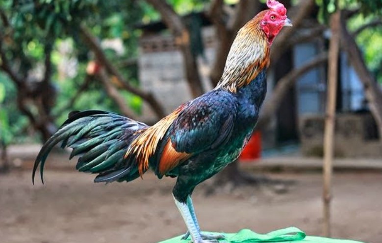 Ayam Bangkok Pakhoy: Kecantikan dan Kehebatan dalam Satu Ekor