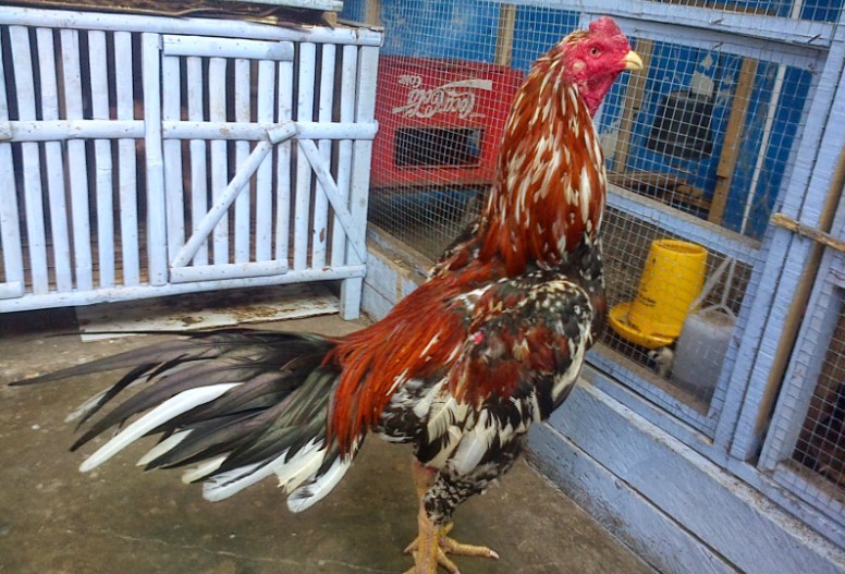 Ayam Petarung: Jenis, Karakteristik dan Perspektif yang Beragam