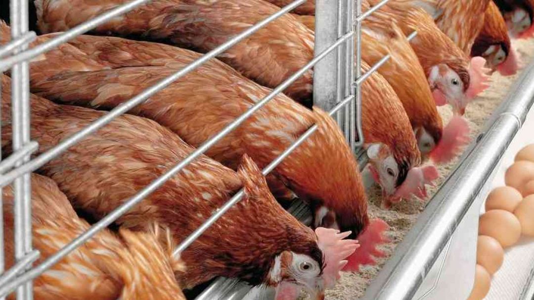 Mengenal Lebih Dekat dengan Jenis Ayam Petelur: Karakteristik, Perawatan, dan Manfaatnya