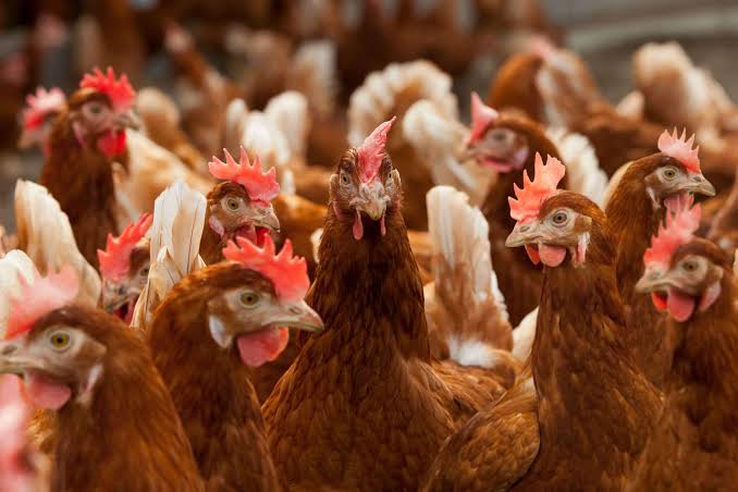 Jenis-Jenis Ayam di Indonesia