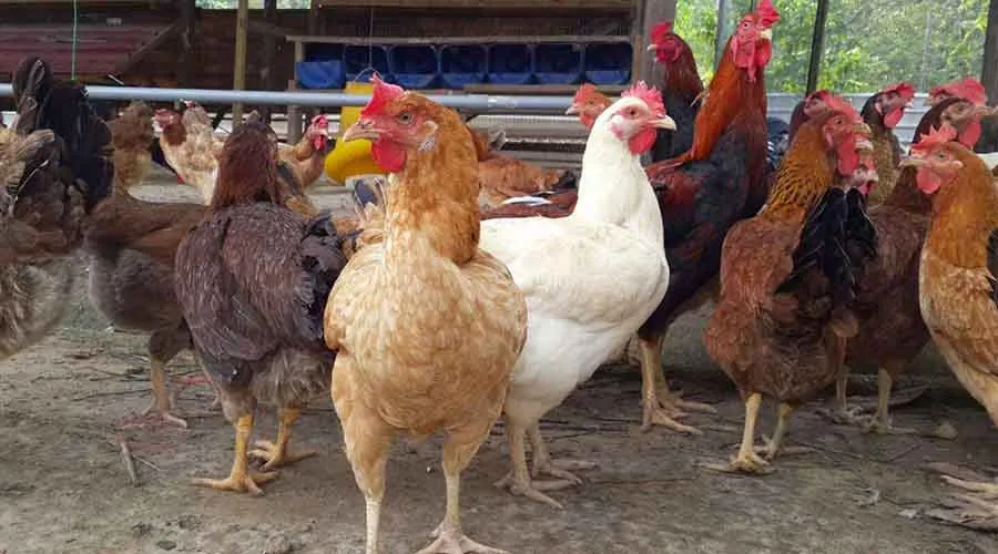 Menyingkap Keberagaman Jenis-Jenis Ayam Kampung: Ciri Khas dan Manfaatnya