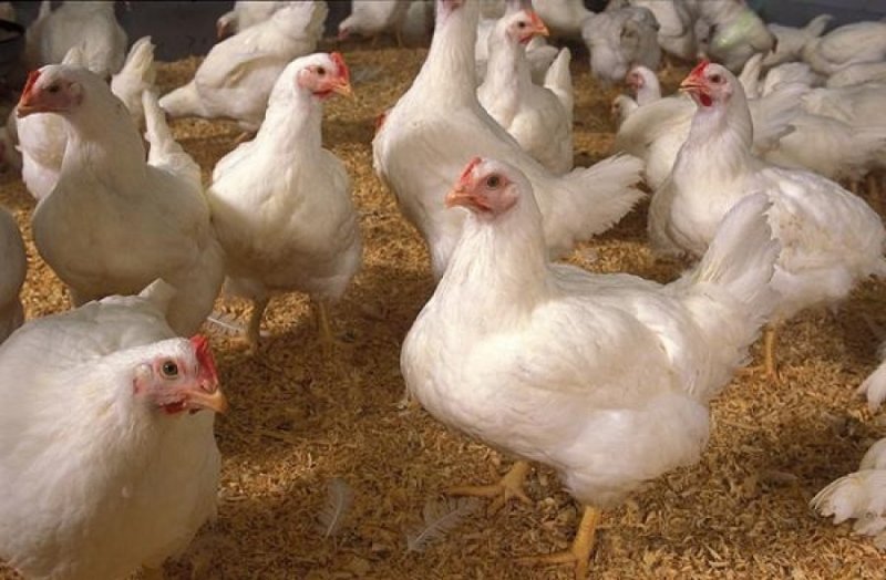 Jenis-Jenis Ayam Petelur: Pemahaman Lengkap