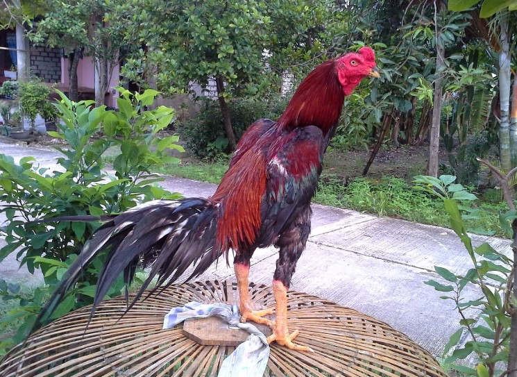 Ayam Bangkok: Jenis, Ciri Fisik, dan Karakteristik