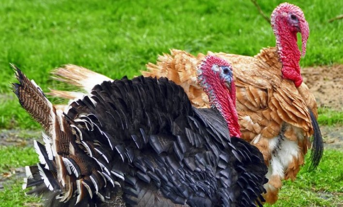Ayam Kalkun: Ragam Jenis, Data Penting, dan Sudut Pandang yang Beragam