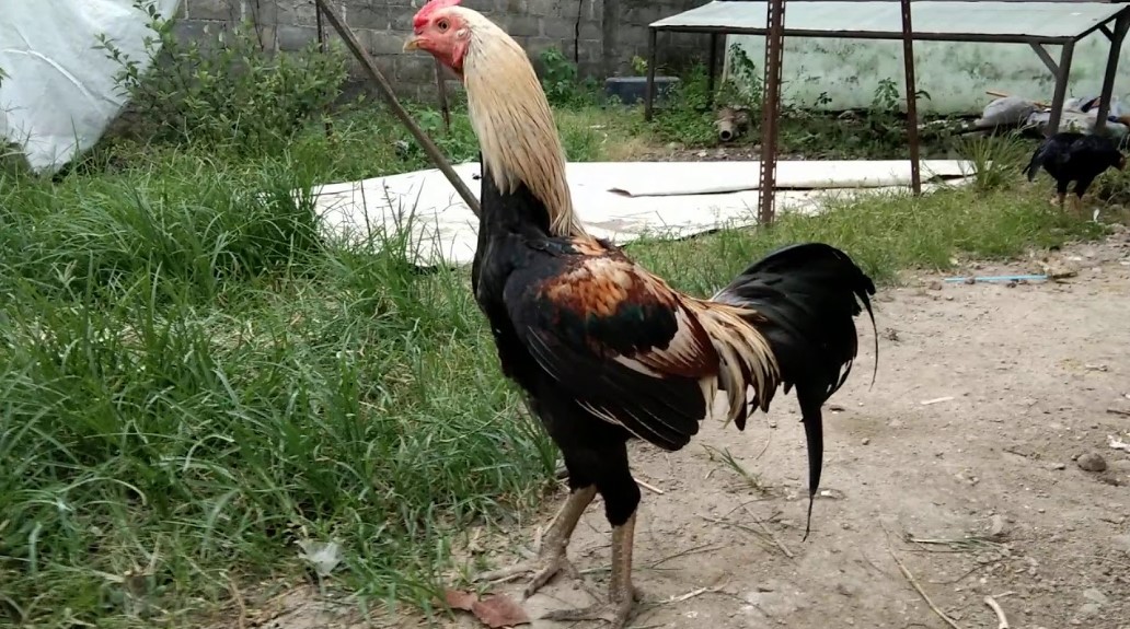 Ayam Jenis Mangon: Keindahan dan Keberagaman dalam Dunia Ayam Hias