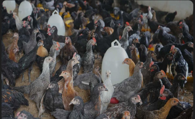 Cara Berternak Ayam Kampung