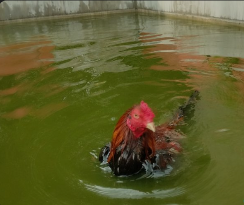 Cara Melatih Nafas Ayam Petarung Agar Tahan Bertarung Sampai Akhir