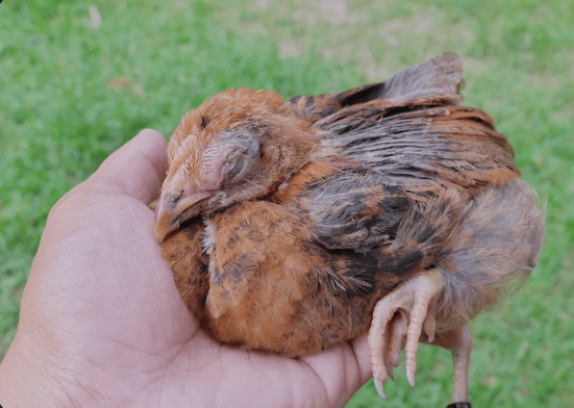 10 Penyakit Yang Sering Di Alami Semua Jenis Ayam
