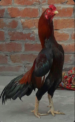 Menguat Fungsi Pemberian Balsem Setelah Ayam Siap Bertarung