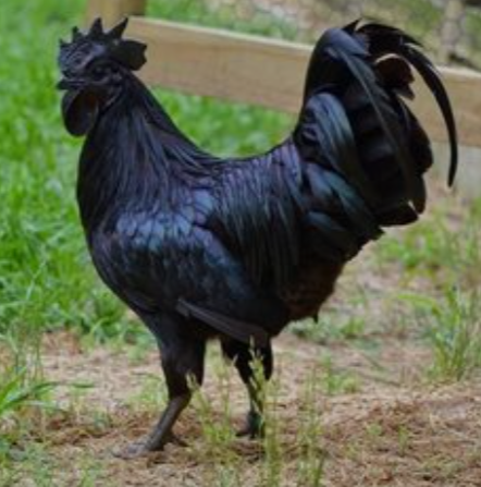 Cara Berternak Ayam Hias Serama Dan Cemani