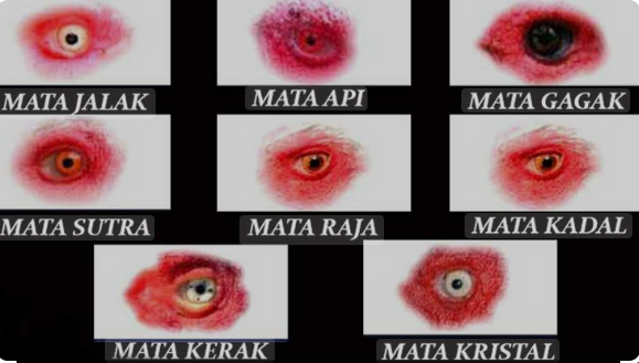 MACAM-MACAM MATA AYAM BANGKOK DAN KELEBIHANNYA