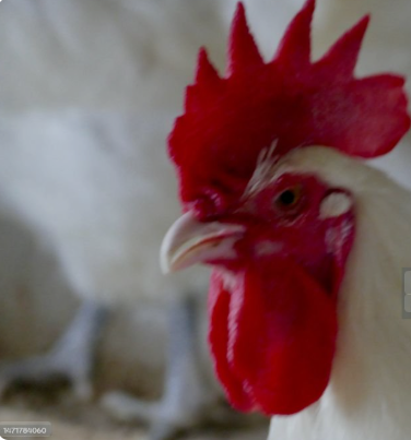 Fungsi Jengger Ayam Pada Ayam Petarung