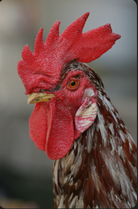 Bentuk Bentuk Jenger Pada Ayam Petarung