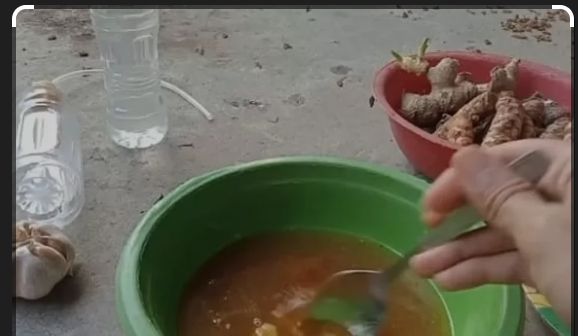 Manfaat Dan Jenis Jenis Jamu Untuk Ayam Petarung