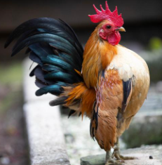 Cara Berternak Ayam Serama Dengan Vasititas Minim