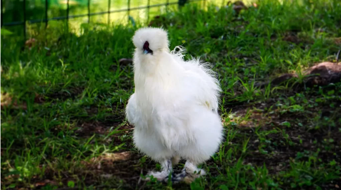 Mengenal Ayam Kapas (Silkie)