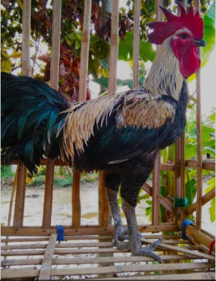 Mengenal Ayam Pelung Unggas Gagah dengan Suara yang Memikat