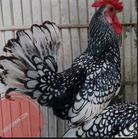 Mengenal Tentang Ayam Batik ( Sebright / Wyandotte)