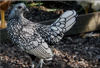Macam macam Pakan Terbaik Untuk Ayam Batik