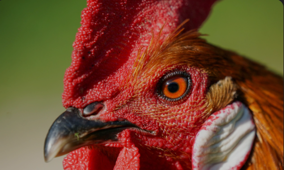 Mengungkap Perbedaan Paru Ayam Petarung Dengan Ayam Jenis Lain