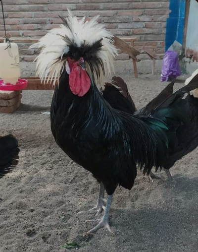 Mengenal Jenis Ayam Hias Porland