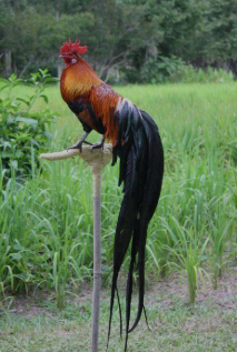 Mengenal Jenis Ayam Onagabori ( Ayam Ekor Panjang)