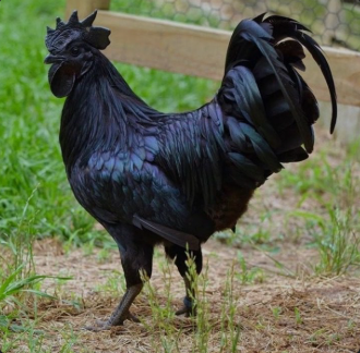 Mengenal Macam Macam Ayam Hias Beserta Pakan Kesukaan nya